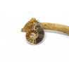 Pendentif en pierre motif escargot Ammonite