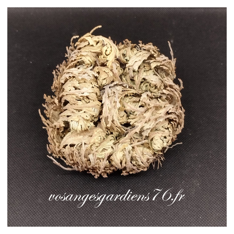 Rose de jericho Rose de jericho