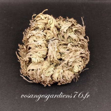 Rose de jericho