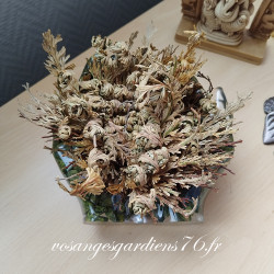 Rose de jericho